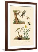 Cricket Hunter Wasp, 1833-39-null-Framed Giclee Print