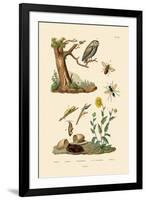 Cricket Hunter Wasp, 1833-39-null-Framed Giclee Print