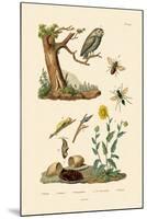 Cricket Hunter Wasp, 1833-39-null-Mounted Giclee Print