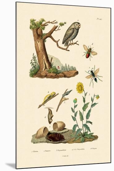 Cricket Hunter Wasp, 1833-39-null-Mounted Giclee Print