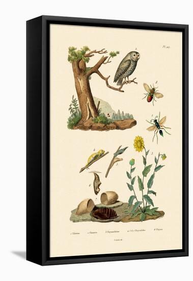 Cricket Hunter Wasp, 1833-39-null-Framed Stretched Canvas