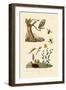 Cricket Hunter Wasp, 1833-39-null-Framed Giclee Print