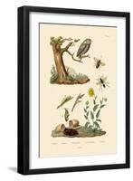 Cricket Hunter Wasp, 1833-39-null-Framed Giclee Print