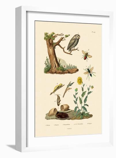 Cricket Hunter Wasp, 1833-39-null-Framed Giclee Print