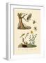 Cricket Hunter Wasp, 1833-39-null-Framed Giclee Print