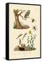 Cricket Hunter Wasp, 1833-39-null-Framed Stretched Canvas