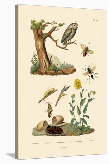 Cricket Hunter Wasp, 1833-39-null-Stretched Canvas