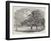 Cricket-null-Framed Giclee Print