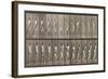 Cricketer, Plate 291 from 'Animal Locomotion', 1887-Eadweard Muybridge-Framed Giclee Print