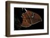 Cricula Andrei (Cricula Silkmoth)- Wings Detail-Paul Starosta-Framed Photographic Print