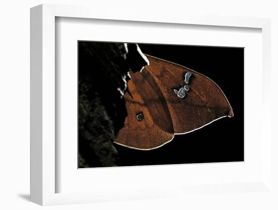 Cricula Andrei (Cricula Silkmoth)- Wings Detail-Paul Starosta-Framed Photographic Print