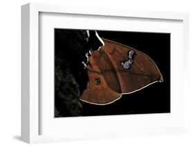 Cricula Andrei (Cricula Silkmoth)- Wings Detail-Paul Starosta-Framed Photographic Print