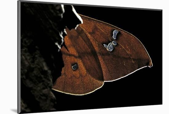 Cricula Andrei (Cricula Silkmoth)- Wings Detail-Paul Starosta-Mounted Photographic Print