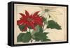 Crimson and White Poinsettia-null-Framed Stretched Canvas