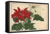 Crimson and White Poinsettia-null-Framed Stretched Canvas
