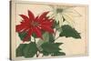 Crimson and White Poinsettia-null-Stretched Canvas