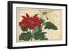 Crimson and White Poinsettia-null-Framed Premium Giclee Print