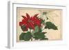 Crimson and White Poinsettia-null-Framed Premium Giclee Print