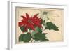 Crimson and White Poinsettia-null-Framed Giclee Print