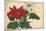 Crimson and White Poinsettia-null-Mounted Giclee Print