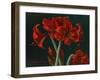 Crimson Beauties-Christopher Pierce-Framed Giclee Print