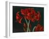 Crimson Beauties-Christopher Pierce-Framed Giclee Print