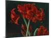 Crimson Beauties-Christopher Pierce-Mounted Giclee Print