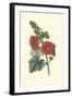 Crimson Beauty II-Turpin-Framed Art Print