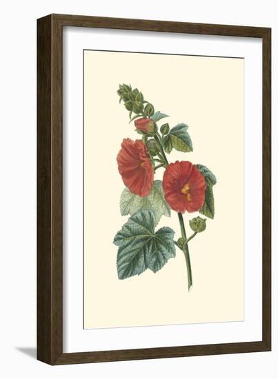 Crimson Beauty II-Turpin-Framed Art Print