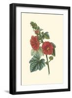 Crimson Beauty II-Turpin-Framed Art Print