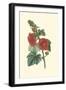 Crimson Beauty II-Turpin-Framed Art Print