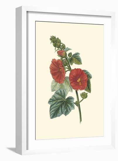 Crimson Beauty II-Turpin-Framed Art Print