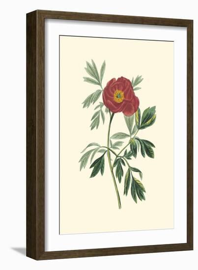 Crimson Beauty III-Turpin-Framed Art Print