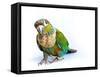 Crimson Bellied Conure Parrot in the White Background-jointstar-Framed Stretched Canvas
