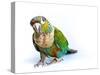 Crimson Bellied Conure Parrot in the White Background-jointstar-Stretched Canvas