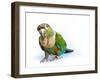 Crimson Bellied Conure Parrot in the White Background-jointstar-Framed Photographic Print