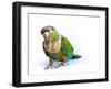 Crimson Bellied Conure Parrot in the White Background-jointstar-Framed Photographic Print