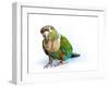 Crimson Bellied Conure Parrot in the White Background-jointstar-Framed Photographic Print