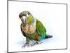 Crimson Bellied Conure Parrot in the White Background-jointstar-Mounted Photographic Print