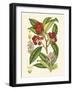 Crimson Berries I-Samuel Curtis-Framed Art Print