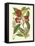 Crimson Berries I-Samuel Curtis-Framed Stretched Canvas