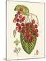 Crimson Berries II-Samuel Curtis-Mounted Art Print