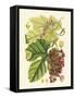 Crimson Berries III-Samuel Curtis-Framed Stretched Canvas
