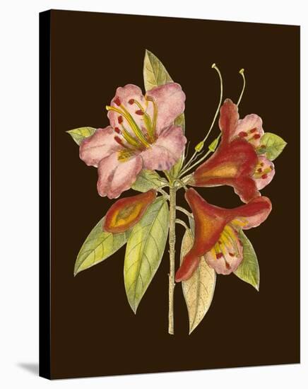 Crimson Blooms I-Samuel Curtis-Stretched Canvas