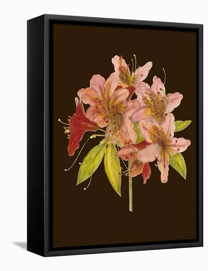 Crimson Blooms II-Samuel Curtis-Framed Stretched Canvas