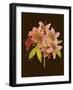 Crimson Blooms II-Samuel Curtis-Framed Art Print