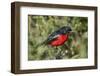 Crimson-breasted boubou (crimson-breasted shrike) (Laniarius atrococcieneus), Kgalagadi Transfronti-James Hager-Framed Photographic Print