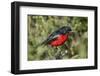 Crimson-breasted boubou (crimson-breasted shrike) (Laniarius atrococcieneus), Kgalagadi Transfronti-James Hager-Framed Photographic Print