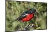 Crimson-breasted boubou (crimson-breasted shrike) (Laniarius atrococcieneus), Kgalagadi Transfronti-James Hager-Mounted Photographic Print