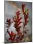 Crimson Buds-Nicole Katano-Mounted Photo